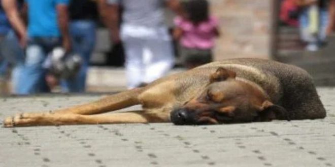 Nourrissage des animaux errants : ce que change la loi 19.25