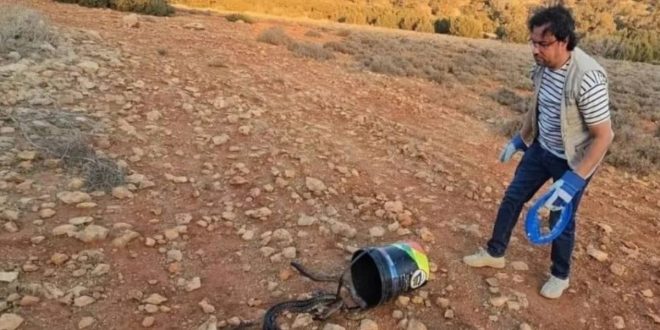 Des cobras relâchés près de Marrakech ? Le vrai du faux