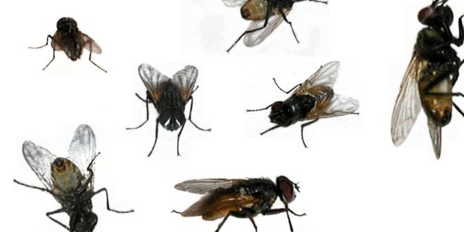 Al Hoceima confrontée à une invasion de mouches, les habitants s’indignent