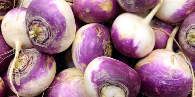 Le prix du navet enregistre une hausse spectaculaire