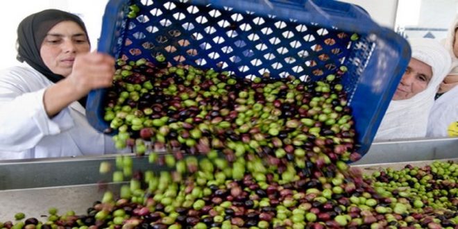 Bonne nouvelle pour les Marocains : le prix de l’huile d’olive baisse enfin