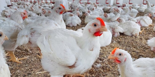 La saison des mariages va-t-elle impacter les prix du poulet ?