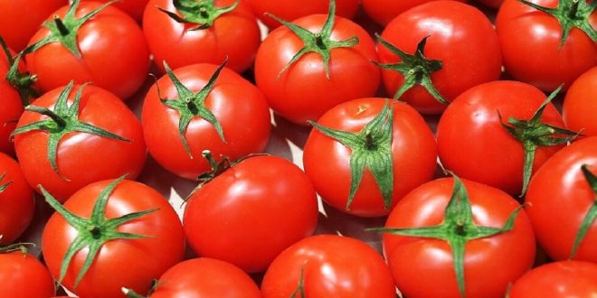 Les prix des tomates reculent à l’approche du mois de Ramadan