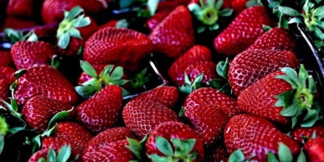 Casablanca : hausse des prix de la fraise à l’approche du Ramadan