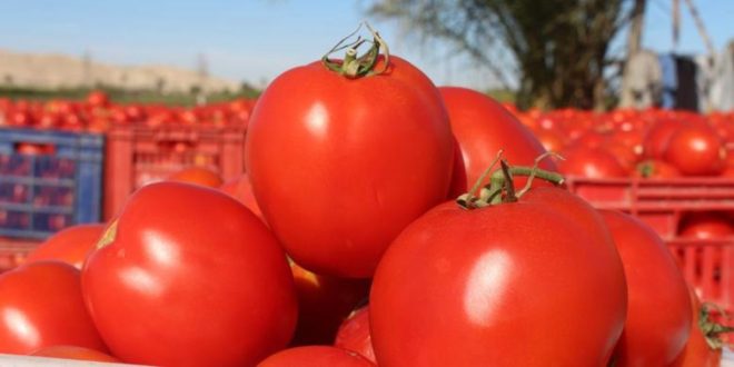 Le Maroc devient le premier exportateur mondial de tomates vers l’Espagne