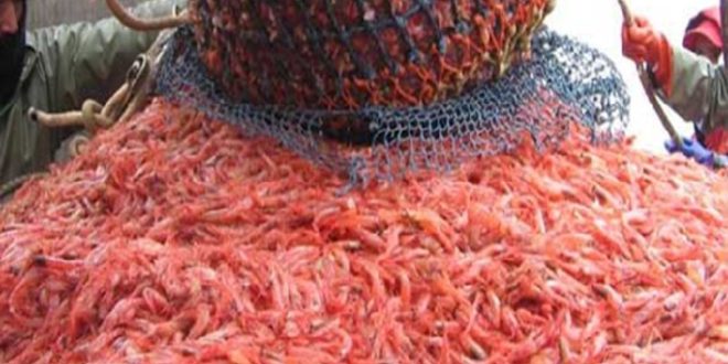 Larache : la pêche de certaines crevettes interdite jusqu’au 30 avril