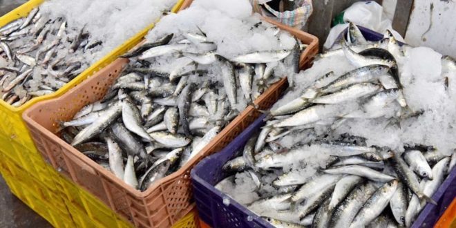 Hausse du prix de la sardine: les explications d’un professionnel