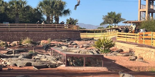 Crocoparc Agadir accueille le Congrès mondial des spécialistes de Crocodiles