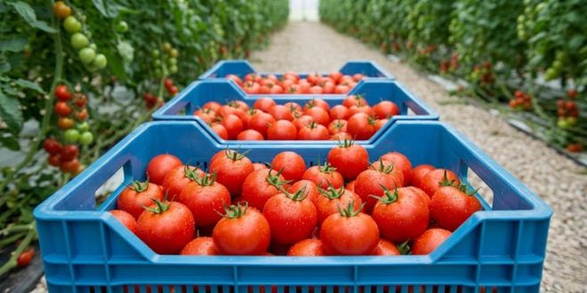 Les prix de la tomates poursuivent leur flam
