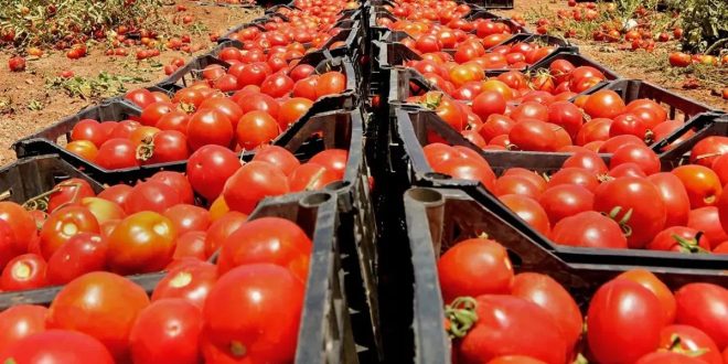 Les prix de la tomate poursuivent leur hausse à Casablanca