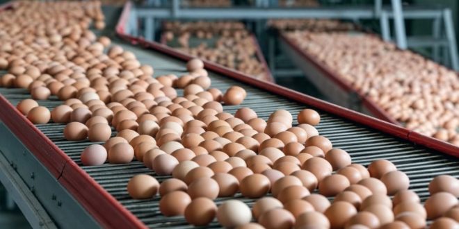 Baisse notable des prix des œufs sur le marché marocain