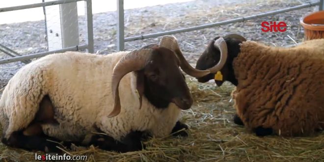 Aïd al-Adha : les abattoirs de Casablanca prêts pour le sacrifice de l’Heureuse Fête (VIDEO)