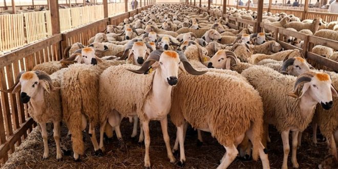 Aïd al-Adha : inquiétudes au Maroc face à la flambée des prix des moutons