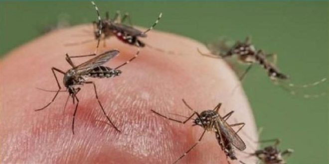 Invasion de moustiques à Kénitra : la colère des habitants monte