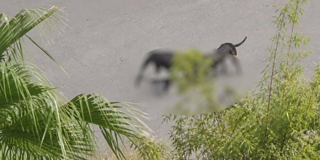 Attaqué par des chiens, un homme grièvement blessé à Marrakech