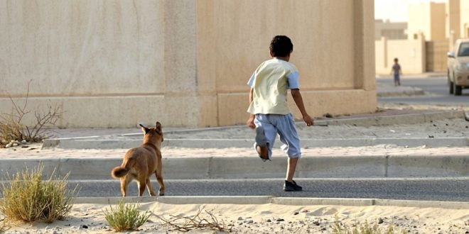 Maroc : des voix s’élèvent pour l’application stricte de la loi sur les chiens dangereux
