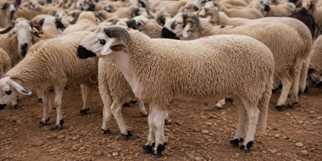 Aïd Al-Adha : les prix des moutons reculent après l’annonce des nouvelles mesures