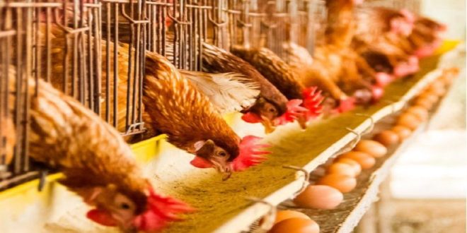 À l’approche de l’Aïd al-Adha, le prix du poulet repart à la hausse