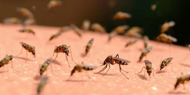 Les moustiques envahissent plusieurs quartiers de Rabat