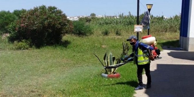 Tanger se mobilise contre les insectes et les rongeurs