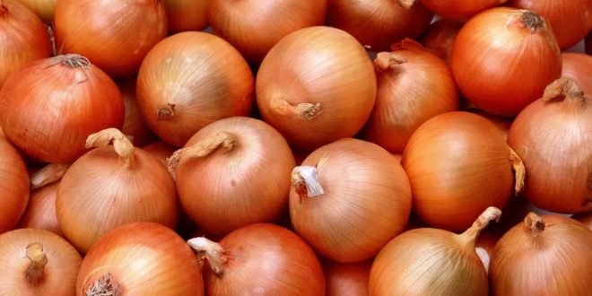 Les prix des oignons dégringolent au Maroc