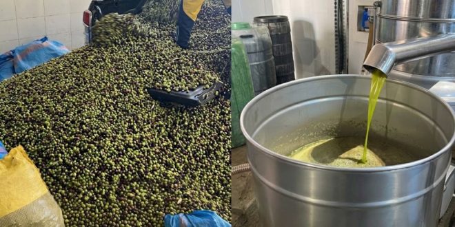Huile d’olive: une bonne récolte et des prix qui baissent